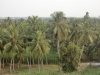 Nature around us