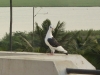 Regular Visitors