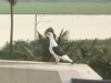 Regular Visitors