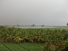Coconut Farm