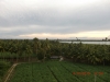 Coconut Farm