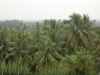 Coconut Farm