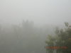 Misty Mornings